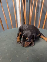 Zuul, a female Doberman Pinscher for sale in Standish, MI – 2 of 3