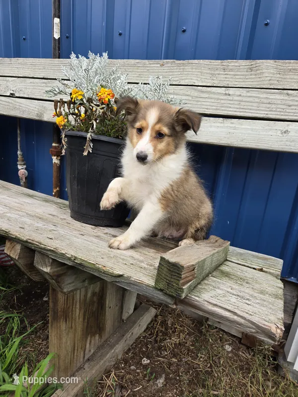 FABULOUS  – Shetland Sheepdog puppy for sale in Standish, MI