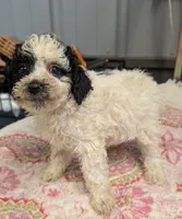 Happy 😊, a male Poodle - Miniature  for sale in Standish, MI – Photo 1 of 6