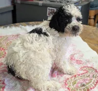 Happy 😊, a male Poodle - Miniature  for sale in Standish, MI – Photo 3 of 6