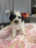 Happy 😊, a male Poodle - Miniature  for sale in Standish, MI – Photo 6 of 6