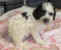 Happy 😊, a male Poodle - Miniature  for sale in Standish, MI – Photo 2 of 6