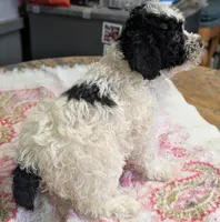 Happy 😊, a male Poodle - Miniature  for sale in Standish, MI – Photo 4 of 6