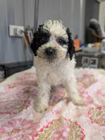 Happy 😊, a male Poodle - Miniature  for sale in Standish, MI – Photo 5 of 6