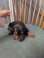 Zuul, a female Doberman Pinscher for sale in Standish, MI – 3 of 3