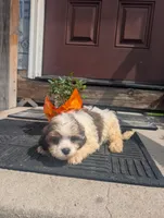 Queen, a female Shih Tzu for sale in Standish, MI – 3 of 4