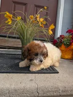 Princess , a female Shih Tzu for sale in Standish, MI – 2 of 5