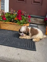 Crown, a female Shih Tzu for sale in Standish, MI – 2 of 3