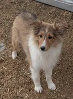 Princess, a female Shetland Sheepdog for sale in Standish, MI – Photo 4 of 4
