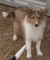 Princess, a female Shetland Sheepdog for sale in Standish, MI – Photo 3 of 4