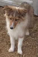 Princess, a female Shetland Sheepdog for sale in Standish, MI – Photo 2 of 4