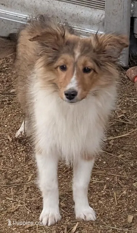 Princess, a female Shetland Sheepdog for sale in Standish, MI – Photo 1 of 4
