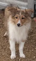 Princess, a female Shetland Sheepdog for sale in Standish, MI – Photo 1 of 4