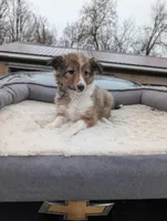 🍌 Banana 🍌, a female Shetland Sheepdog for sale in Standish, MI – Photo 3 of 4