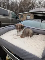 🍌 Banana 🍌, a female Shetland Sheepdog for sale in Standish, MI – Photo 4 of 4