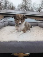 🍌 Banana 🍌, a female Shetland Sheepdog for sale in Standish, MI – Photo 2 of 4