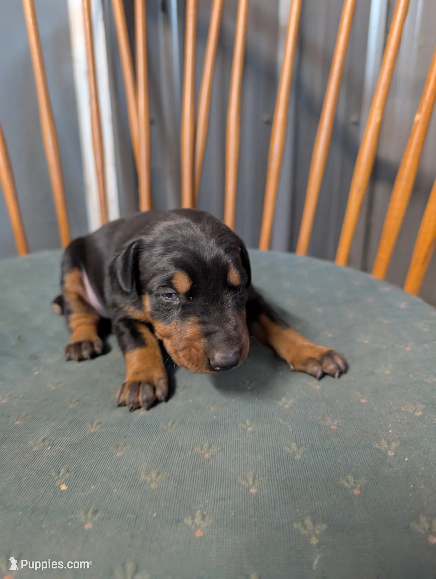 Zaddy – Doberman Pinscher Puppy for Sale in Standish, MI | Puppies.com