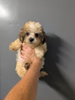 Breaz , a male Shihpoo for sale in Standish, MI – 4 of 4