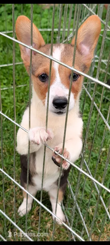 Strawberry 🍓 – Pembroke Welsh Corgi puppy on hold in Standish, MI