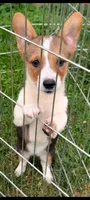 Strawberry 🍓, a female Pembroke Welsh Corgi for sale in Standish, MI – 1 of 1