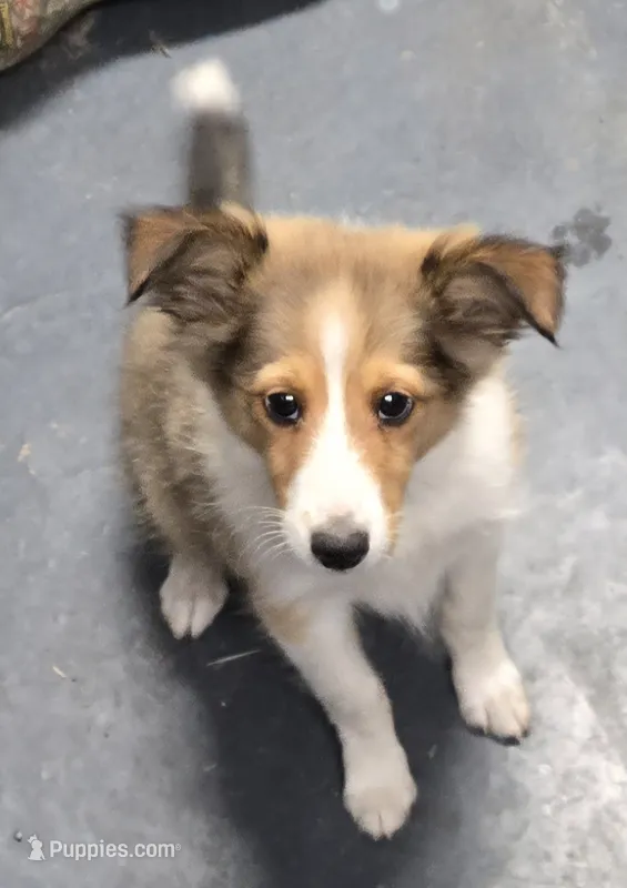 FABULOUS  – Shetland Sheepdog puppy for sale in Standish, MI