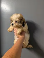 Breaz , a male Shihpoo for sale in Standish, MI – 2 of 4