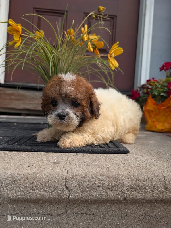 Princess  – Shih Tzu puppy for sale in Standish, MI