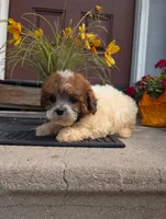 Princess , a female Shih Tzu for sale in Standish, MI – 1 of 5