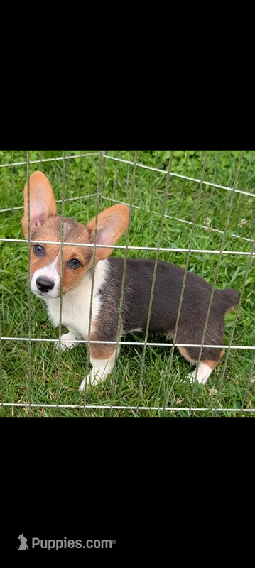 Raspberry  – Pembroke Welsh Corgi puppy for sale in Standish, MI