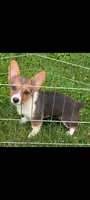 Raspberry , a female Pembroke Welsh Corgi for sale in Standish, MI – 1 of 1