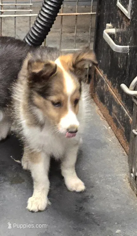 Fun – Shetland Sheepdog puppy for sale in Standish, MI