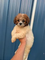 Summer , a female Shihpoo for sale in Standish, MI – 3 of 5