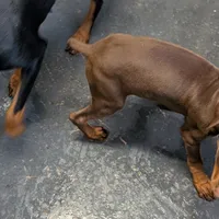 Valentine, a female Doberman Pinscher for sale in Standish, MI – Photo 4 of 4