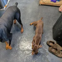 Valentine, a female Doberman Pinscher for sale in Standish, MI – Photo 2 of 4