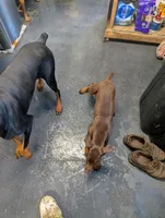 Valentine, a female Doberman Pinscher for sale in Standish, MI – Photo 2 of 4