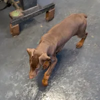 Valentine, a female Doberman Pinscher for sale in Standish, MI – Photo 3 of 4