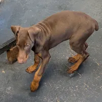 Valentine, a female Doberman Pinscher for sale in Standish, MI – Photo 1 of 4