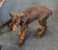 Valentine, a female Doberman Pinscher for sale in Standish, MI – Photo 1 of 4