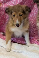 Diamond 💎, a female Shetland Sheepdog for sale in Standish, MI – 3 of 5