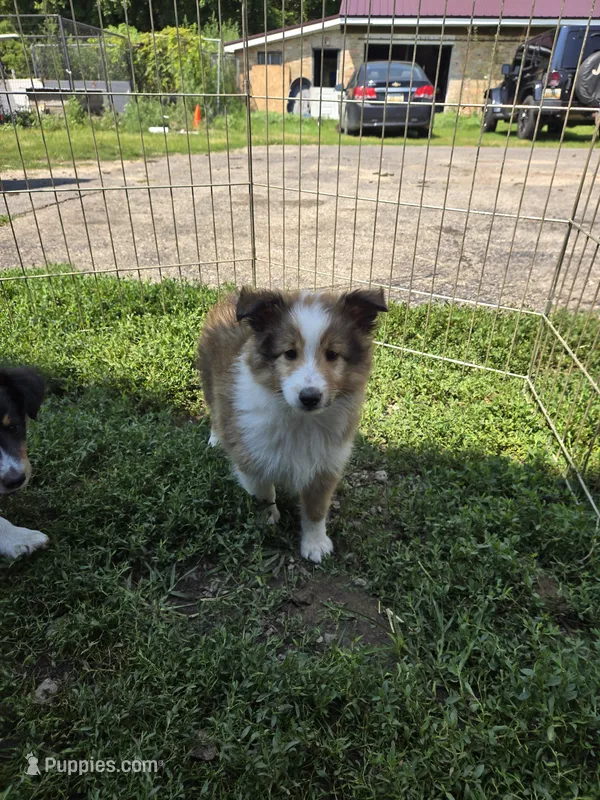Dot – Shetland Sheepdog puppy for sale in Standish, MI