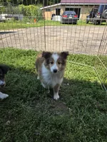 Dot, a male Shetland Sheepdog for sale in Standish, MI – 1 of 1
