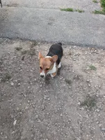 Dolly Parton , a female Pembroke Welsh Corgi for sale in Standish, MI – 3 of 3