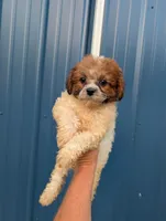 Summer , a female Shihpoo for sale in Standish, MI – 5 of 5