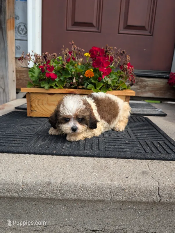 Crown – Shih Tzu puppy for sale in Standish, MI