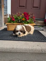 Crown, a female Shih Tzu for sale in Standish, MI – 1 of 3