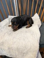 Zuess , a male Doberman Pinscher for sale in Standish, MI – 3 of 3