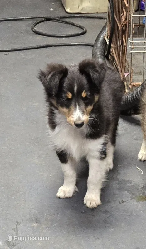 Excellent  – Shetland Sheepdog puppy for sale in Standish, MI