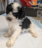 Wink 😜, a male Poodle - Miniature  for sale in Standish, MI – Photo 3 of 8