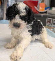 Wink 😜, a male Poodle - Miniature  for sale in Standish, MI – Photo 1 of 8