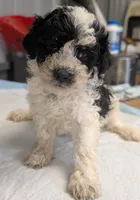 Wink 😜, a male Poodle - Miniature  for sale in Standish, MI – Photo 2 of 8